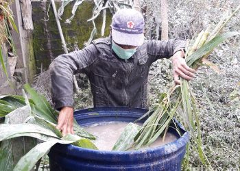 Dampak Hujan Abu Merapi, Warga Boyolali Sulit Cari Rumput Pakan Ternak