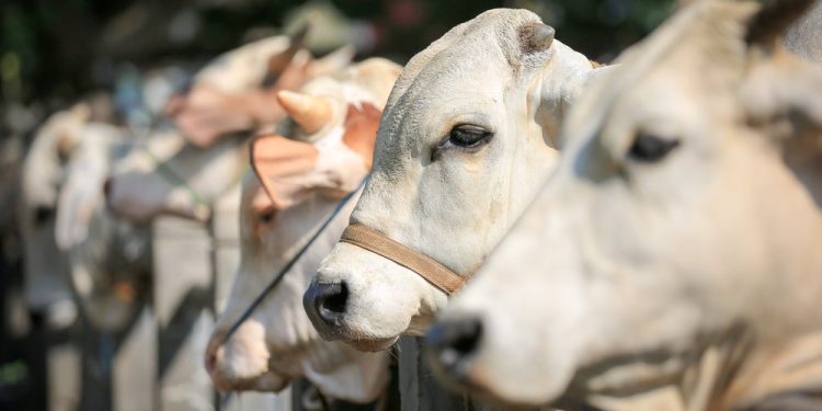 Tangsel Waspadai Hewan Kurban Terpapar Virus Lato-Lato