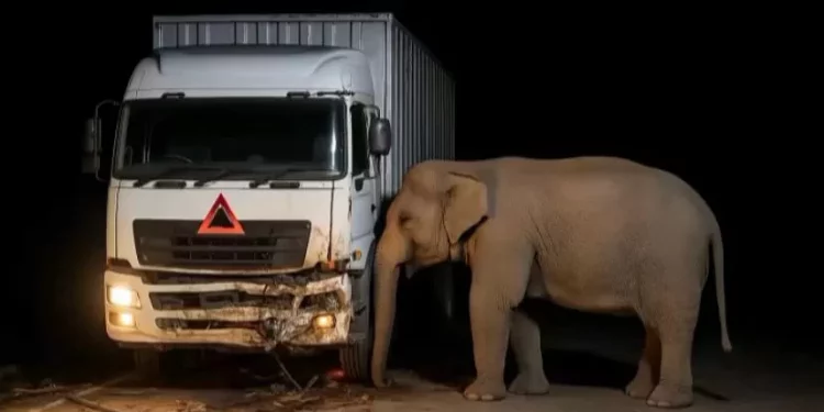Anak Gajah Tewas Tertabrak Truk di Malaysia, Induknya Setia Menunggu di Samping Anaknya