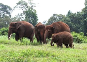 Hutan Tesso Nilo Berubah Kebun, Populasi Gajah Sumatera Tersisa 150 Ekor