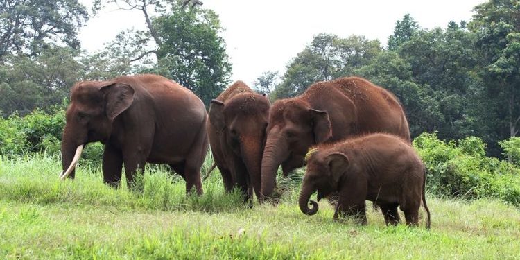 Hutan Tesso Nilo Berubah Kebun, Populasi Gajah Sumatera Tersisa 150 Ekor