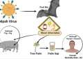 Mengenal Bahaya Virus Nipah Dan Cara Efektif Mencegah Penularannya