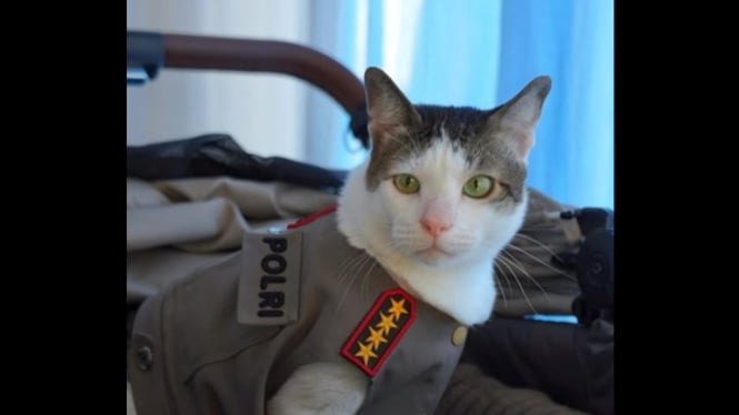 Video kucing Presiden Prabowo Subianto