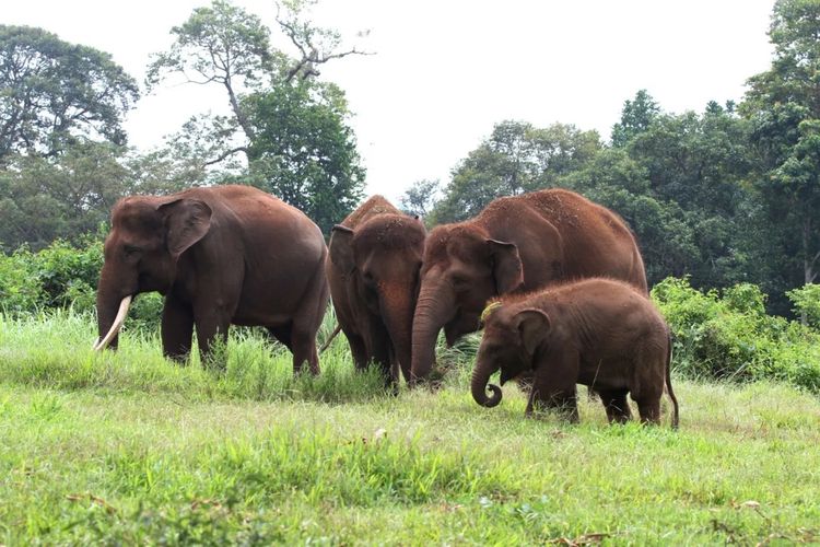 Hutan Tesso Nilo Berubah Kebun, Populasi Gajah Sumatera Tersisa 150 Ekor
